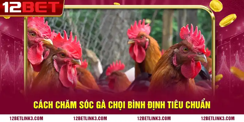 Cách chăm sóc gà chọi Bình Định tiêu chuẩn