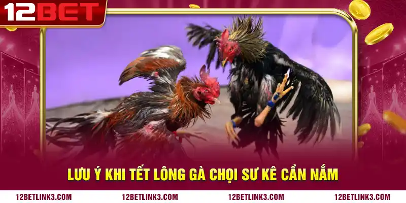 Lưu ý khi tết lông gà chọi sư kê cần nắm