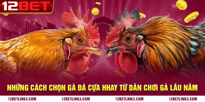 Những cách chọn gà đá cựa hhay từ dân chơi gà lâu năm