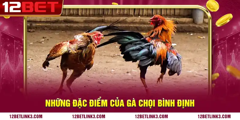 Những đặc điểm của gà chọi Bình Định