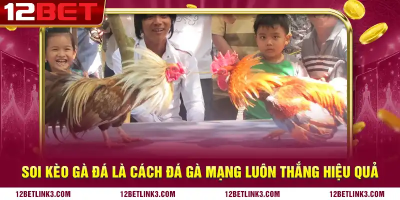 soi kèo gà đá là cách đá gà mạng luôn thắng hiệu quả