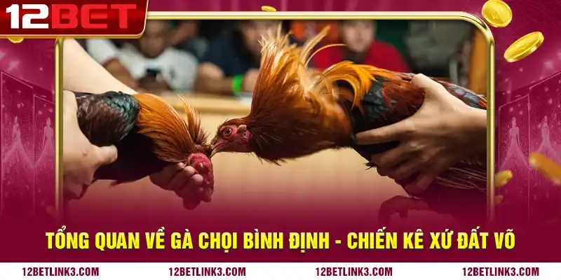 Tổng quan về gà chọi Bình Định - chiến kê xứ đất võ