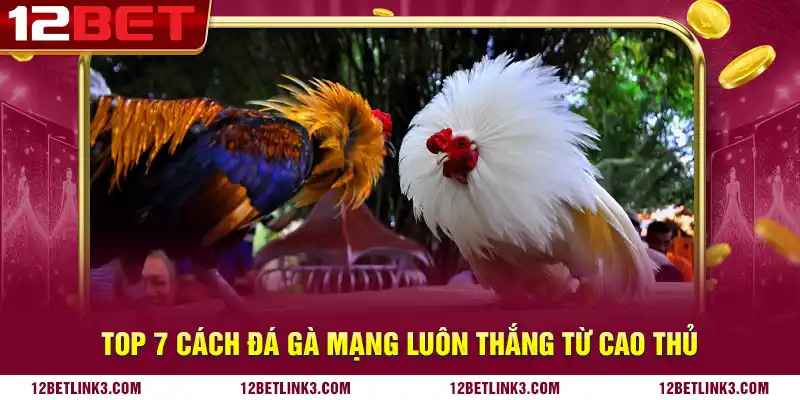 Top 7 cách đá gà mạng luôn thắng từ cao thủ