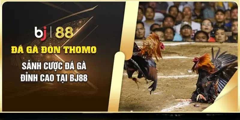 Tổng quan về đá gà Thomo BJ88 cực hot